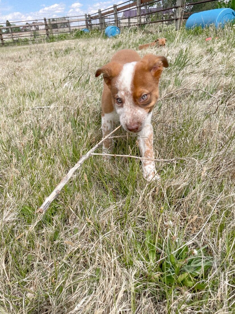 A rescued dog