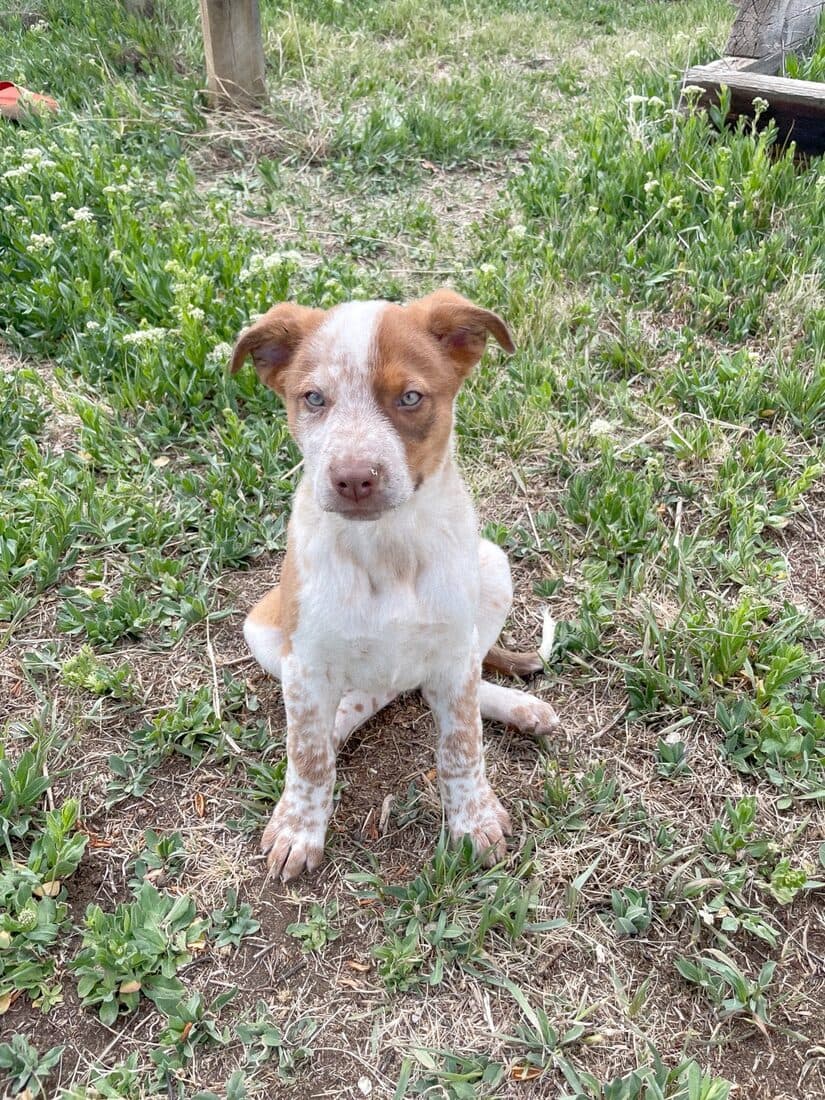 A rescued dog