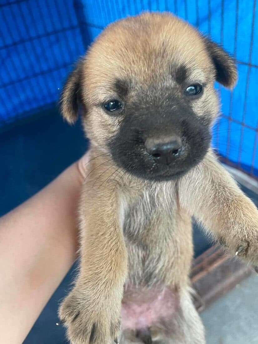 A rescued dog
