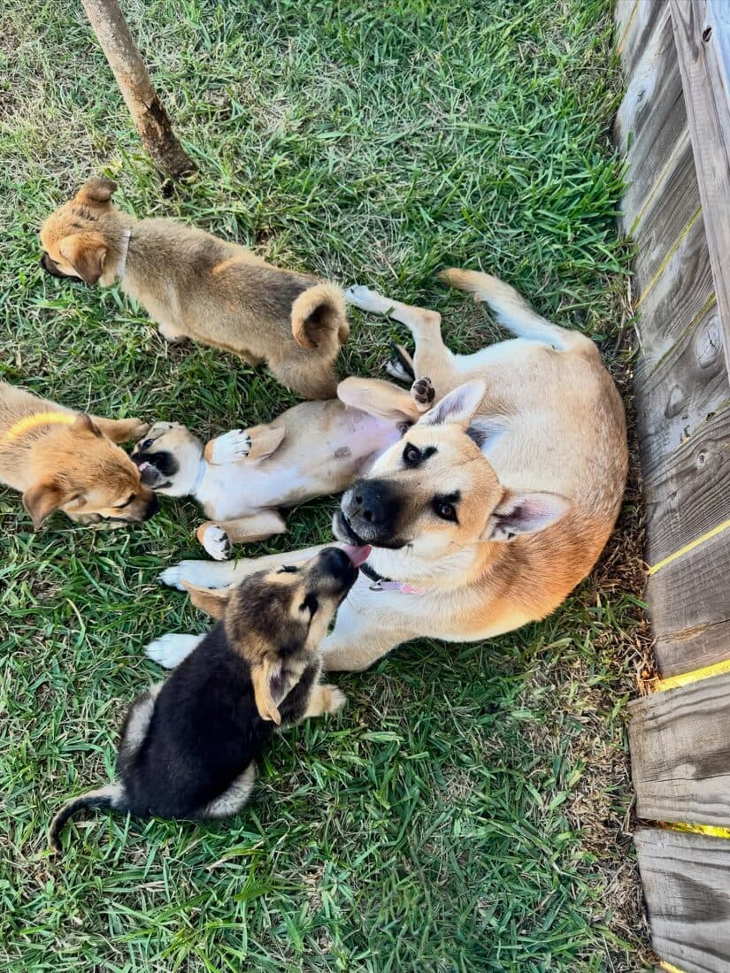 A rescue mother and her puppies in the grass