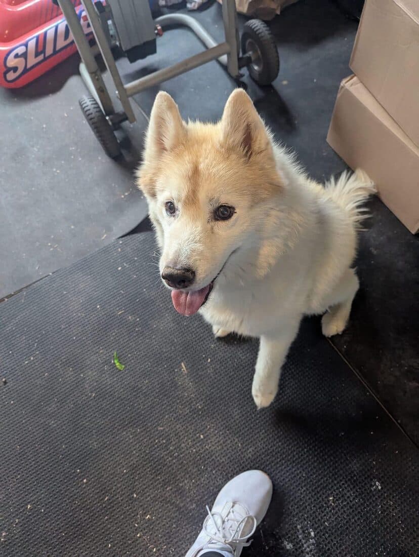 A rescued dog