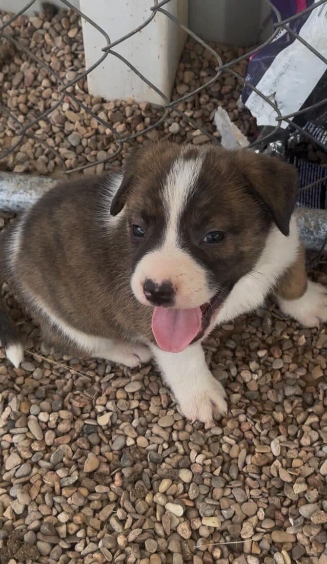 A rescued dog