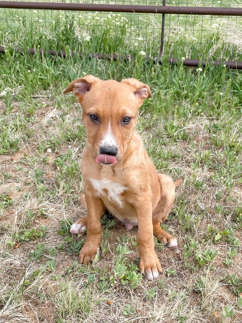 A rescued dog