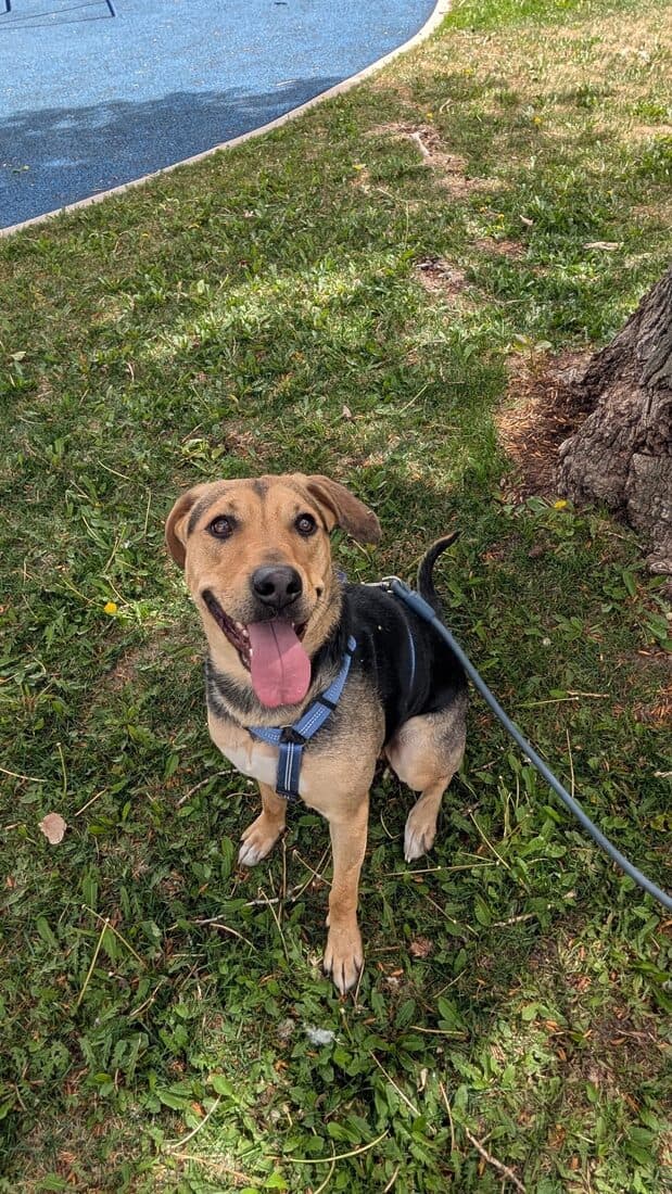 A rescued dog