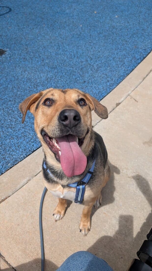 A rescued dog