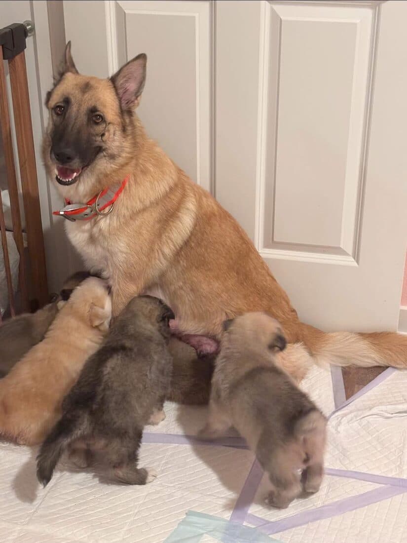 A rescue mama dog with her newborn puppies at home
