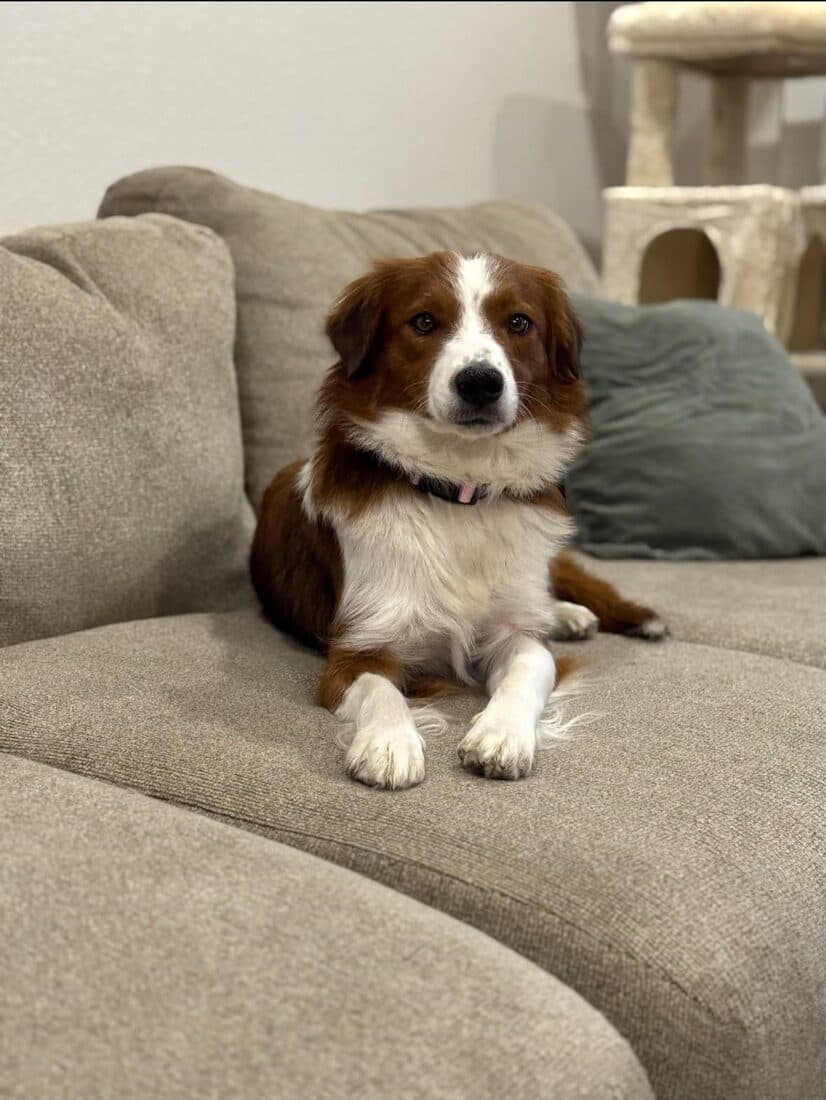 A rescued dog