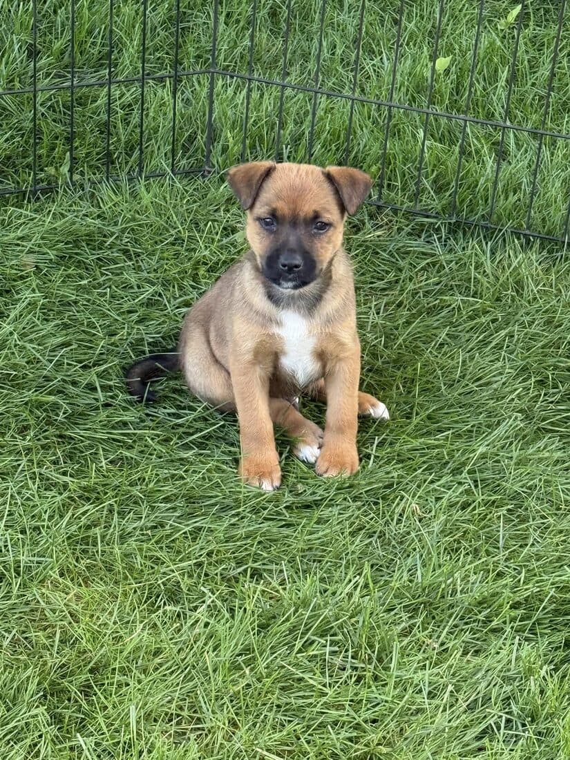 A rescued dog