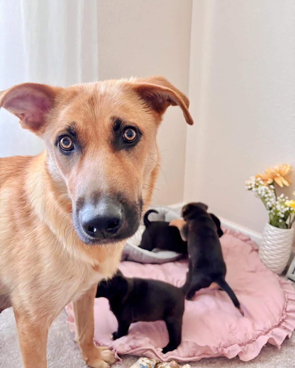 A rescue mama dog with her newborn puppies