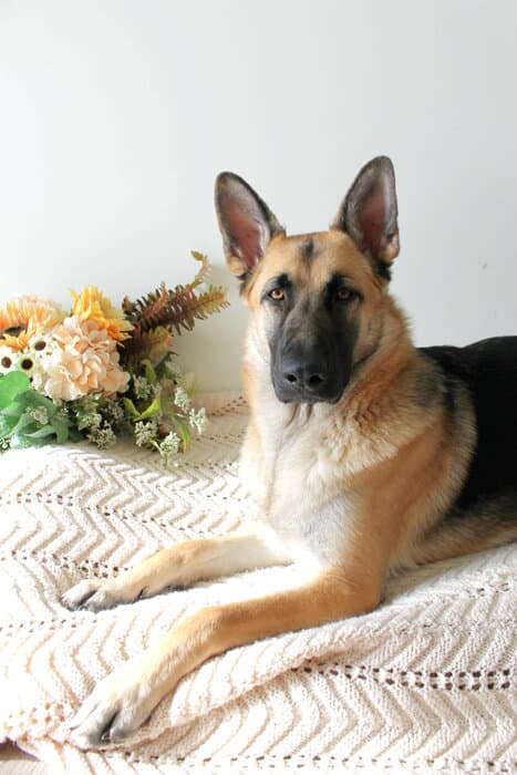 Astra, Co-Founder · Canine