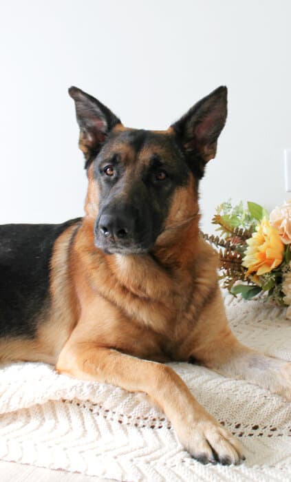 Atlas, Co-Founder · Canine